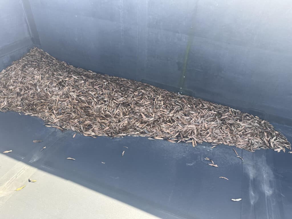 leaves on a roof